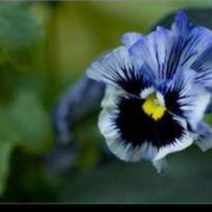 Meet your Posher, Callene